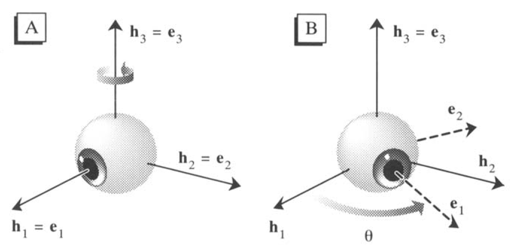 3D eye coordinate systems in the primary reference position, left panel, and after a leftward rotation, right panel (Haslwanter 1995). 